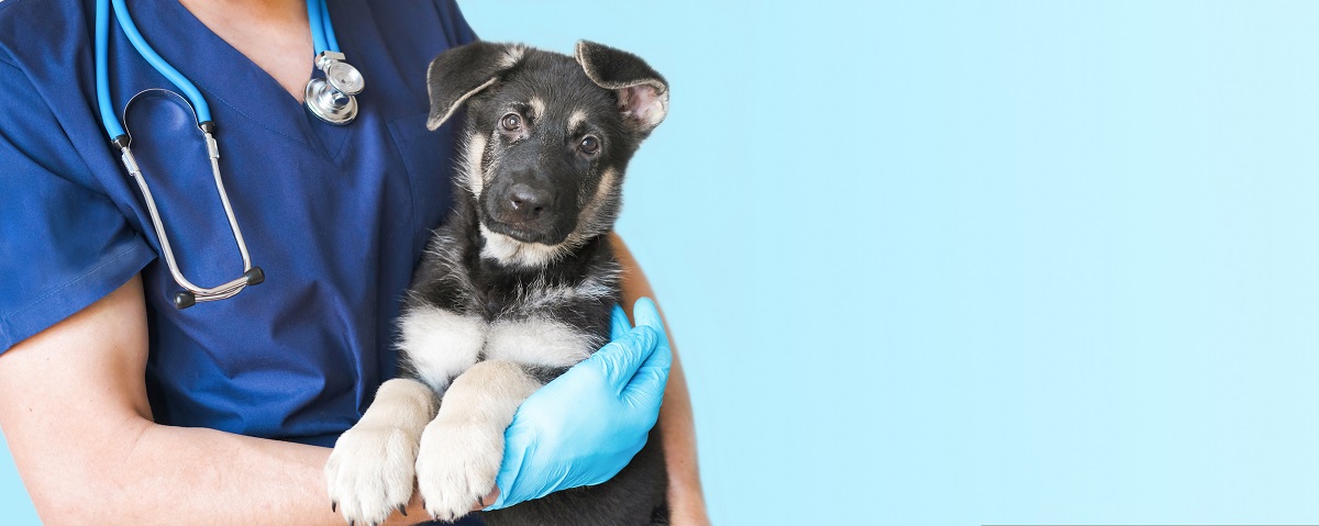 Se suspeitar que o seu animal está doente, deve visitar um veterinário e mandar examinar o animal. 